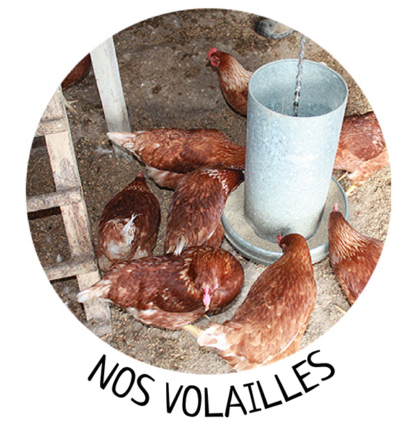 Nos volailles // La ferme Just'Bio, producteur BIO en Champagne