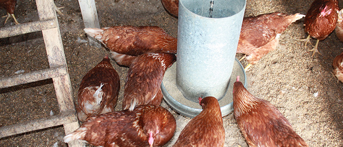 Volailles // La ferme Just'Bio, producteur BIO en Champagne